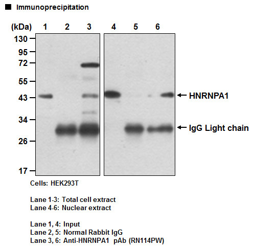 Anti-HNRNPA1 pAb