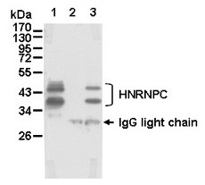 Anti-HNRNPC pAb
