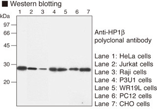 Anti-HP1β (Human) pAb