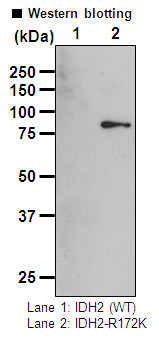 Anti-IDH2-R172K (Human) mAb (Clone: KMab-1)