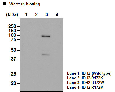Anti-IDH2-R172W (Human) mAb (Clone: WMab-1)