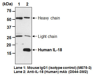 Anti-IL-18 (Clone 125-2H) (Human) mAb (Functional Grade) (Clone: 125-2H)