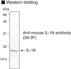 Anti-IL-18 (Clone 39-3F) (Mouse) mAb (Clone: 39-3F)