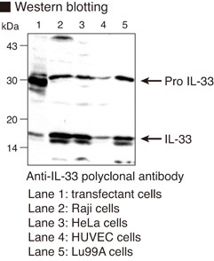 Anti-IL-33 (Human) pAb