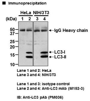 Anti-LC3 mAb for My select sampler set (Clone: 4E12)