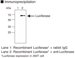 Anti-Luciferase pAb