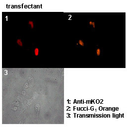 Anti-monomeric Kusabira-Orange 2 mAb (Clone: 3B3)