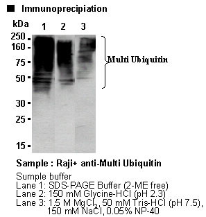 Anti-Multi Ubiquitin mAb-Agarose (Clone: FK2)
