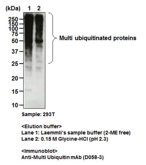 Anti-Multi Ubiquitin mAb-Magnetic Beads (Clone: FK2)