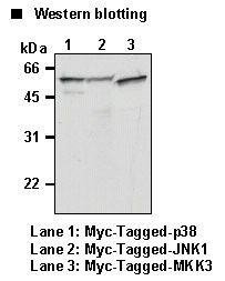 Anti-Myc-tag mAb (Clone: PL14)