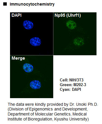 Anti-Np95 (Uhrf1) mAb (Clone: R32-44)
