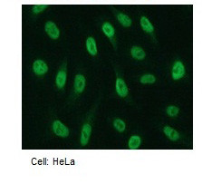 Anti-NRF2 pAb