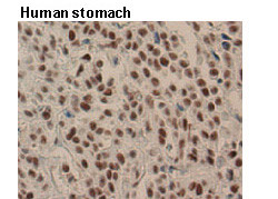 Anti-Nucleolin (Human) mAb (Clone: 4E2)