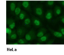 Anti-ORC2 (Human) mAb (Clone: 3B7)