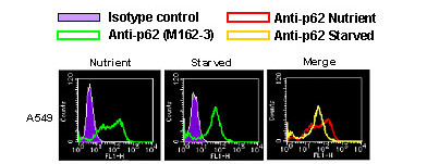 Anti-p62 (SQSTM1) (Human) mAb (Clone: 5F2)