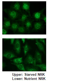Anti-p62 C-terminal (Human) pAb