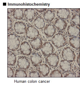 Anti-rck (p54) pAb