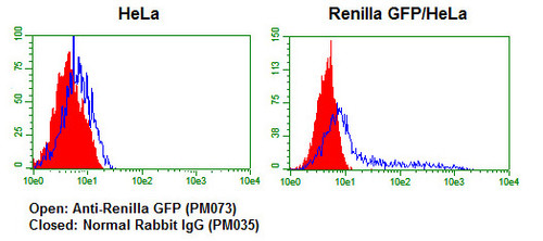 Anti-Renilla GFP pAb