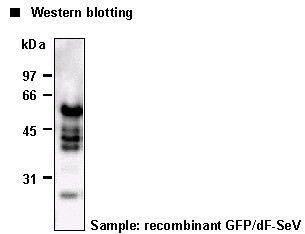 Anti-Sendai Virus pAb