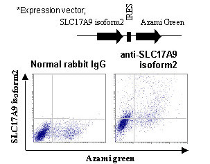 Anti-SLC17A9 isoform 2 (VNUT) (Human) pAb