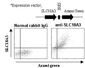 Anti-SLC18A3 (VAChT) (Human) pAb
