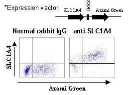 Anti-SLC1A4 (ASCT1) (Human) pAb
