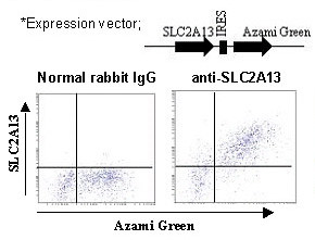 Anti-SLC2A13 (HMIT) (Human) pAb