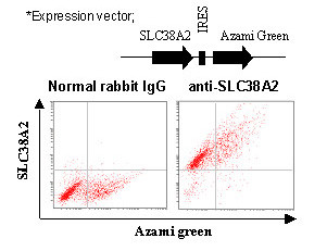 Anti-SLC38A2 (SNAT2) (Human) pAb