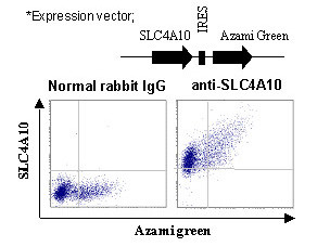 Anti-SLC4A10 (NCBE) (Human) pAb