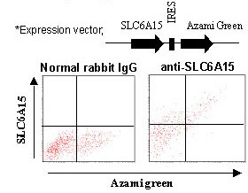 Anti-SLC6A15 (SBAT1) (Human) pAb