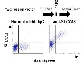 Anti-SLC7A3 (CAT3) (Human) pAb