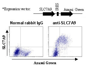 Anti-SLC7A9 (B0,  +AT) (Human) pAb