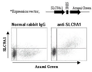Anti-SLC9A1 (NHE1) (Human) pAb