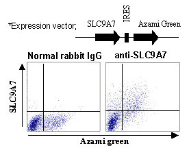 Anti-SLC9A7 (NHE7) (Human) pAb