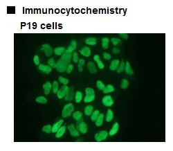 Anti-Sox2 (Mouse) pAb