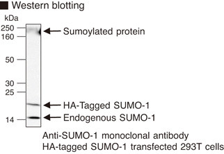 Anti-SUMO-1 (Human) mAb (Clone: 5B12)