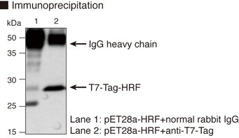 Anti-T7-tag pAb
