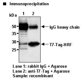 Anti-T7-tag pAb-Agarose