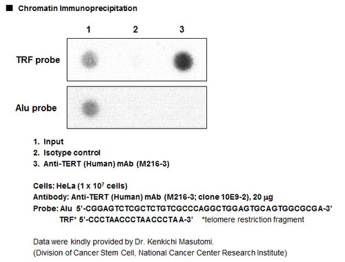 Anti-TERT (Human) mAb (Clone: 10E9-2)