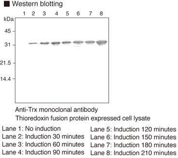 Anti-Thioredoxin (Trx-tag) mAb (Clone: 2C9)