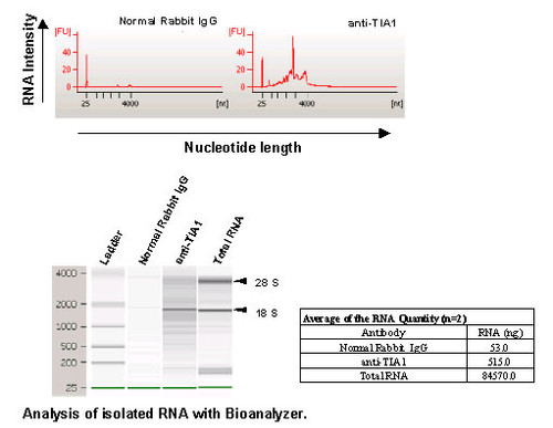 Anti-TIA1 (Human) pAb