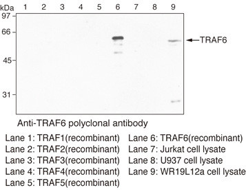 Anti-TRAF6 (Mouse) pAb