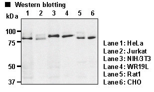 Anti-UVRAG (Human) mAb (Clone: 1H4)