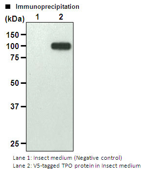 Anti-V5-tag mAb-Magnetic Agarose (Clone: 1H6)