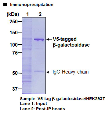 Anti-V5-tag mAb-Magnetic Beads (Clone: 1H6)