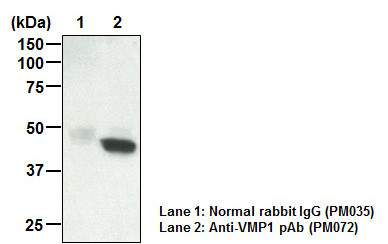 Anti-VMP1 pAb