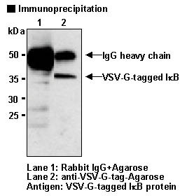 Anti-VSV-G-tag pAb-Agarose