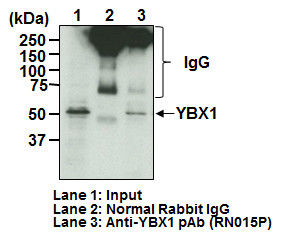 Anti-YBX1 pAb