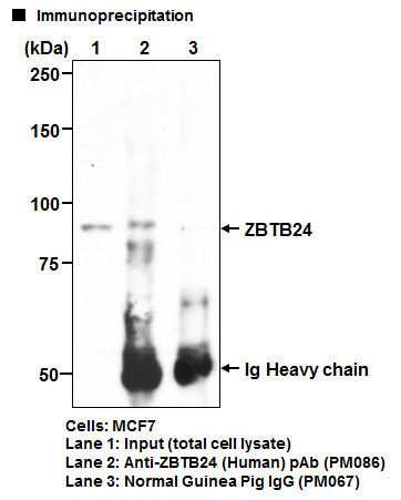 Anti-ZBTB24 (Human) pAb