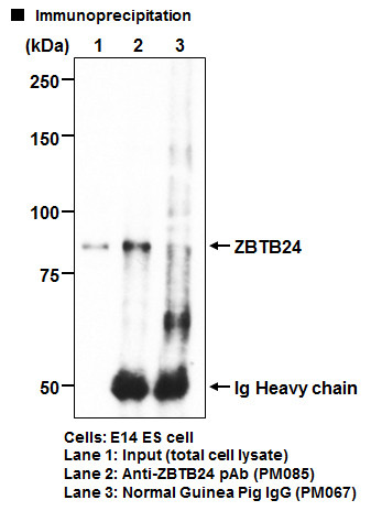 Anti-ZBTB24 pAb